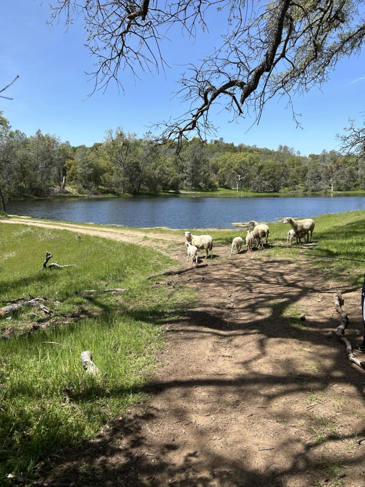 Rolling Oaks Ranch - 200 Acres Of Lakeside Beauty & Countryside Serenity 马里波萨 外观 照片