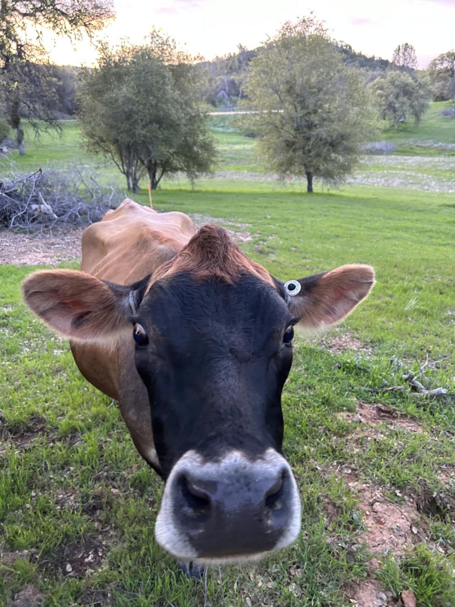 Rolling Oaks Ranch - 200 Acres Of Lakeside Beauty & Countryside Serenity 马里波萨 外观 照片